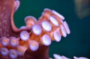 Octopus 3 (Morgue File)