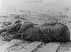 One of Dr. Webb's photos of the carcass