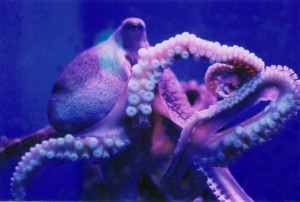 Octopus 1 (