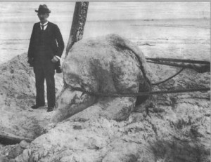 The carcass and possibly Dr. Webb next to it