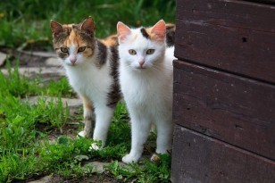FIV_infection