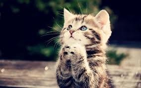 kitty