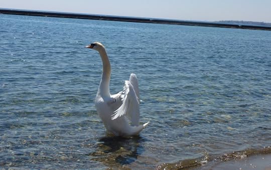 Swan at Sunnside Beach
