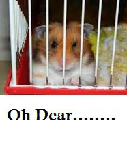 article-new-thumbnail_ehow_images_a06_07_3v_hamsters-care-training-800x80032