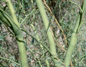 Close-up of Blue Palo Verde tree turnk