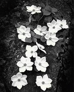 image courtesy of photo bucket.com