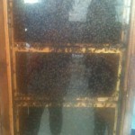 A close up look at a working bee hive...indoors! This glass enclosed cabinet allows you to look directly at the bees and the honeycomb. The queen bee was marked with a red dot on her back so we were able to find her. *Fact: The workers inside are all female. They take care of the next, care for the young, and fight off enemies. The males are only allowed to live long enough to mate with the queen. When they are no longer needed, they are killed and their bodies disposed off (by the working females) outside and away from the next.