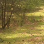 Look close and you'll see the family of deer blinding in with the tall tan grass.