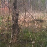 Beaver Dam! To far into the marsh to walk over and introduce ourselves. Oh well...