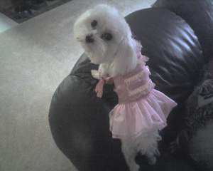 Maltese in dress