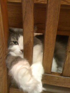 Cat in Jail