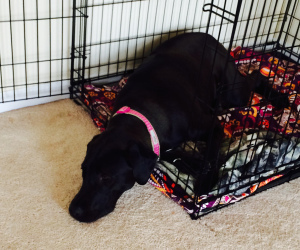 Great Dane Lab in Crate