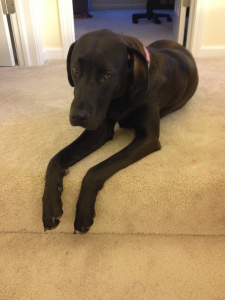 Great Dane Black Lab