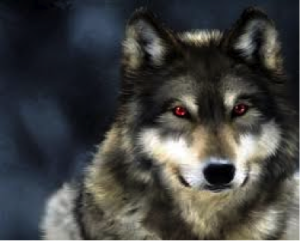 wolf