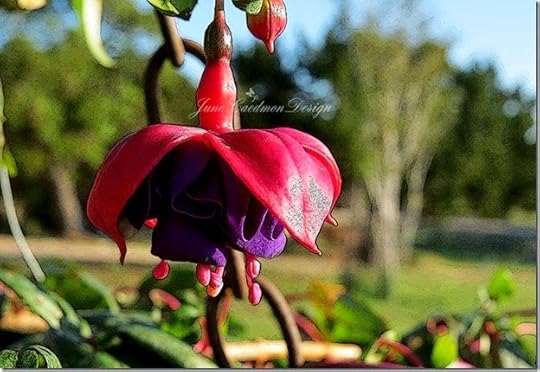 Fushia_Bloom
