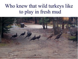 mud