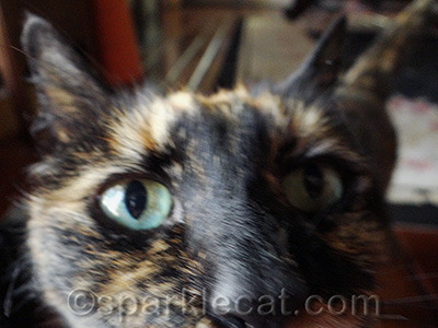 She even photobombs her own blog post