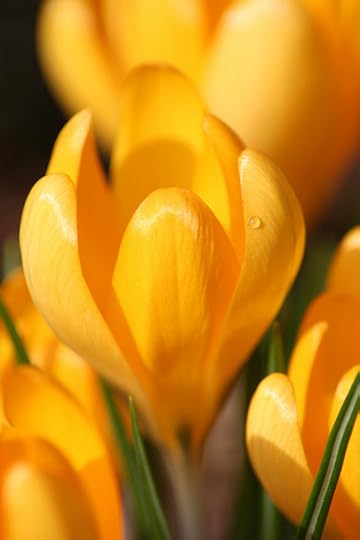 blossoming