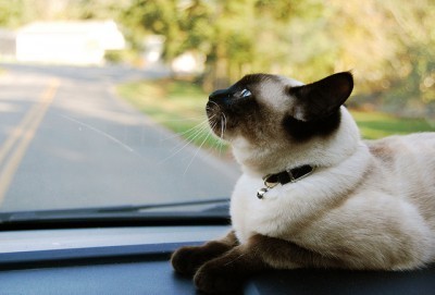 cat_in_car