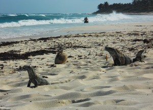 Xcacel iguanas