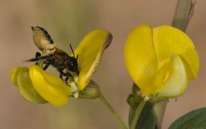 ice age Leaf-cutter-bee