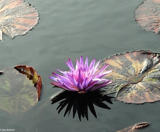 Lotuswtmk