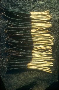 Environmental art by Andy Goldsworthy