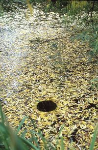 Environmental art by Andy Goldsworthy