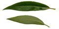willow leaves
