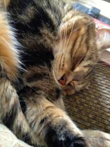 Boo Boo doesn't feel good.