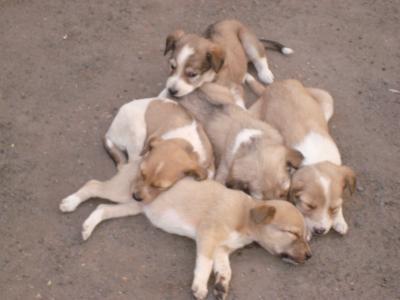 113494_Puppies_400