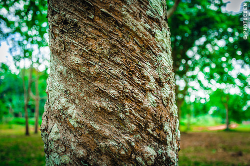 cbw_20120913_Brazil_N6185