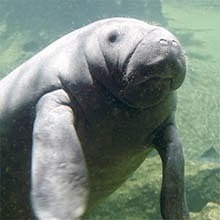 Manatees are sometimes known as sea cows, and the first manatees were thought to be mermaids