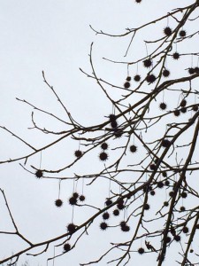 Tree - Melinda Thomas Hansen