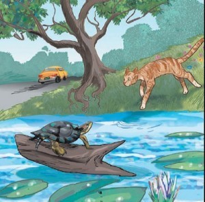 Mr. Cat and Mr. Turtle