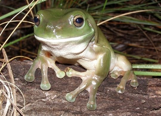 A green tree frog. Photo by Ed Meyer.