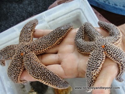 Forbes sea star on hand during Skimmer Salt Marsh Safari at Cape May, New Jersey