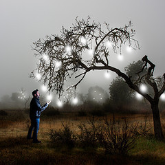 Tree with lights and man picking