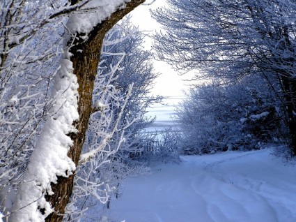 winter_snow_trail_236961