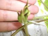 bud flower