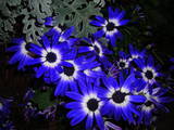 purple flower