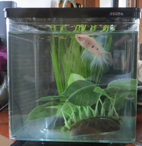 MrFish2014