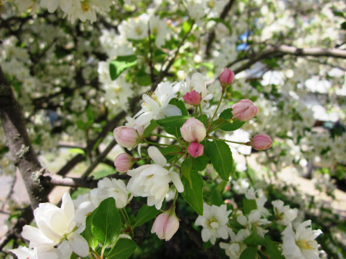 2Flowering Crab