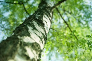 birch tree in spring