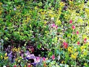 The Beauty of Spring in the Shenandoah Valley of Virginia