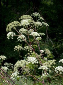 Angelica