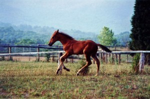 Running Foal