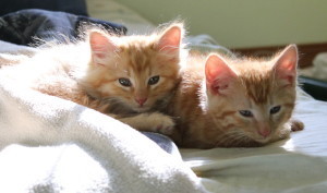 Two of my cats in the sun
