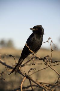 But who guards the guardians? (Photo: Tom P. Flower)