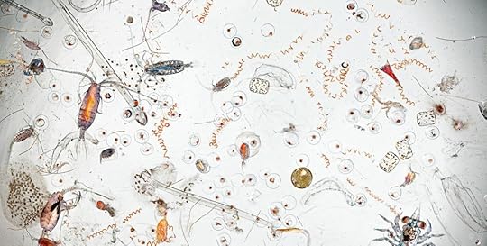 A drop of ocean water magnified 25 times. (Photo: David Liittschwager)